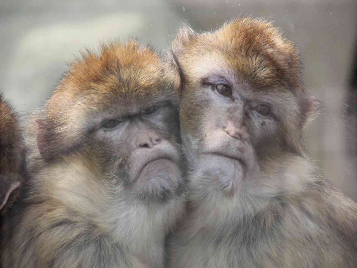 Monkey Haven picture gallery